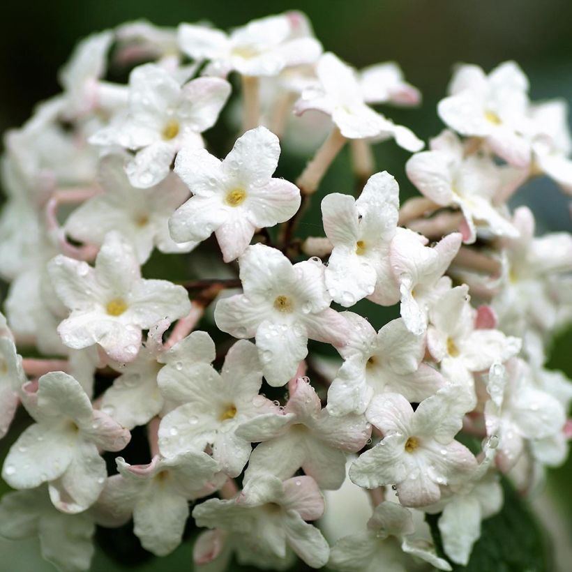 Viburnum carlesii Juddii - Viburno (Floración)