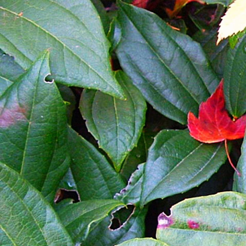 Viburnum davidii - Viburno chino (Follaje)