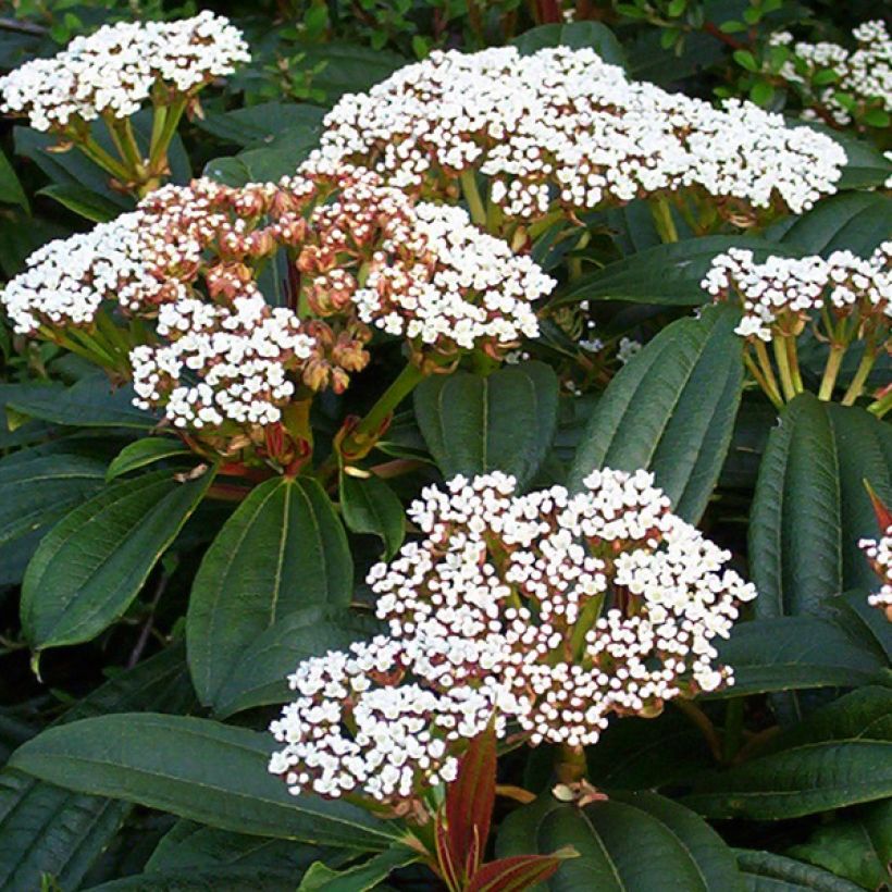 Viburnum davidii - Viburno chino (Floración)