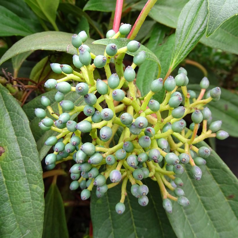 Viburnum davidii - Viburno chino (Cosecha)