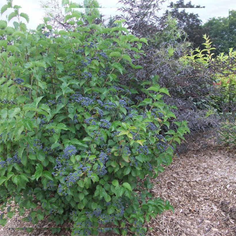 Viburnum dentatum Blue Muffin - Viburno (Porte)