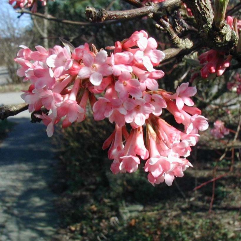 Viburnum farreri - Viburno (Floración)