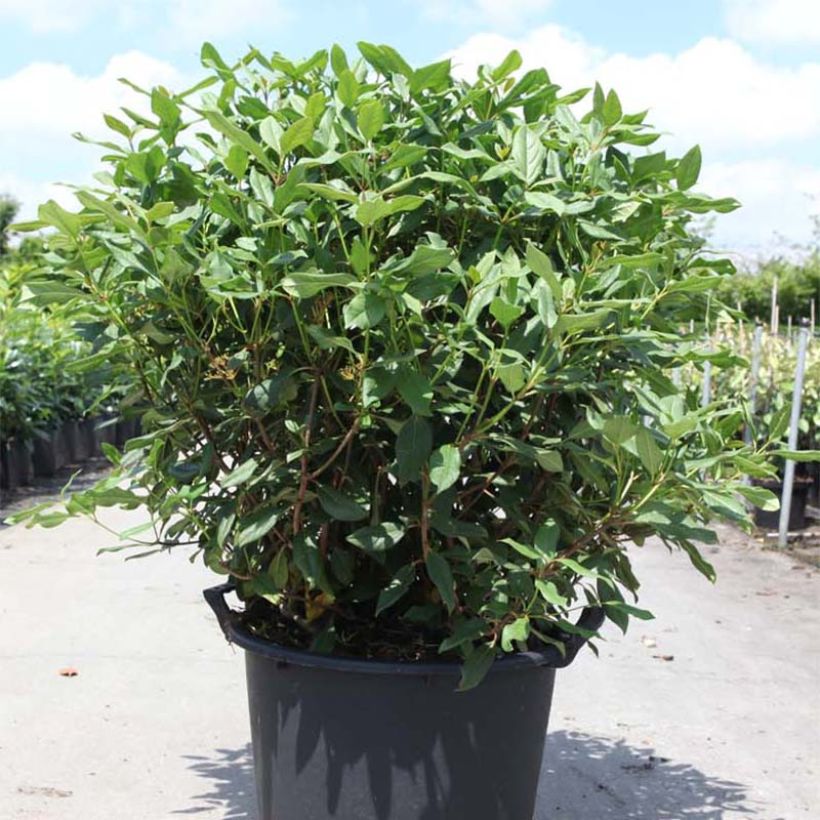 Viburnum davidii Jermyns Globe - Viburno chino (Porte)