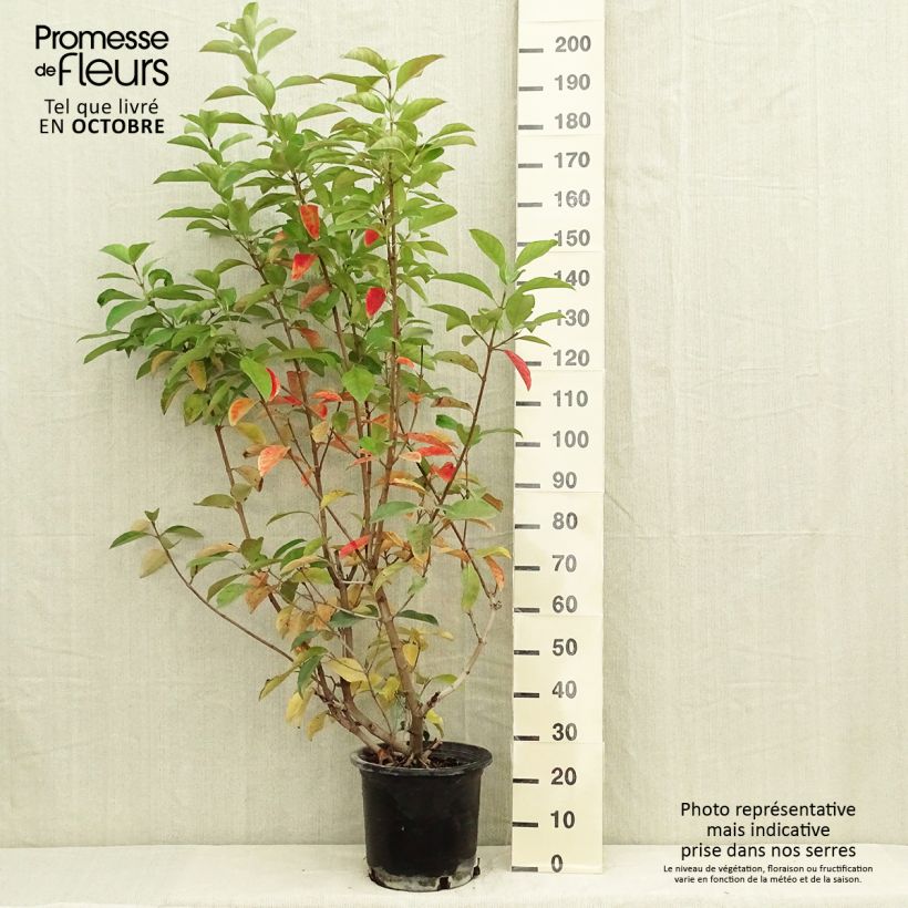 Ejemplar de Viburnum lucidum - Viorne luisante Pot de 7,5L/10L entregado en otoño