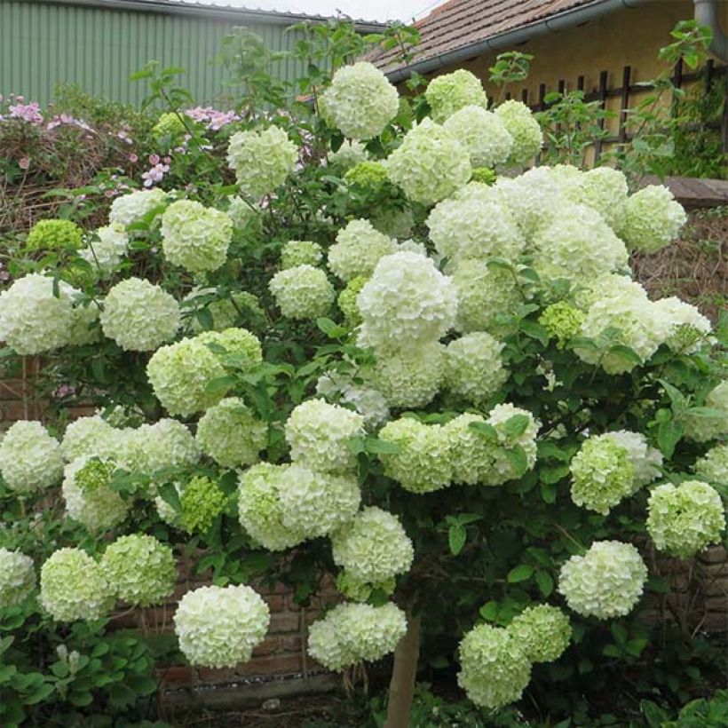 Viburnum macrocephalum Happy Fortuna - Viburno (Floración)