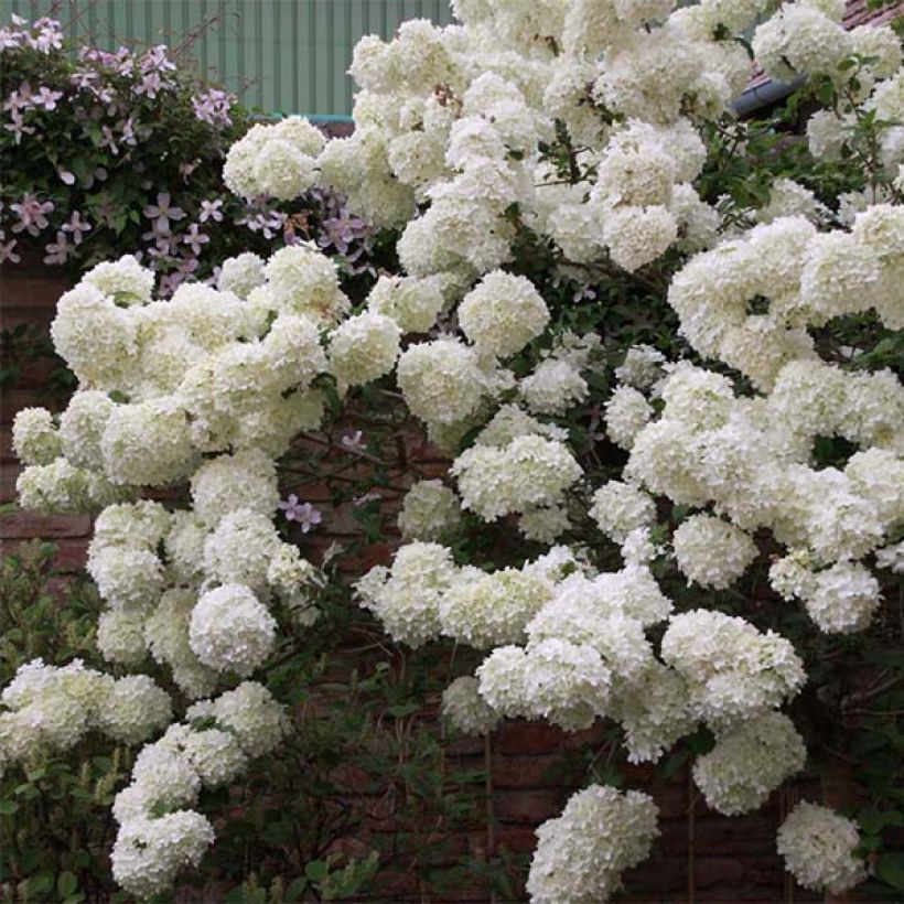 Viburnum macrocephalum Happy Fortuna - Viburno (Porte)