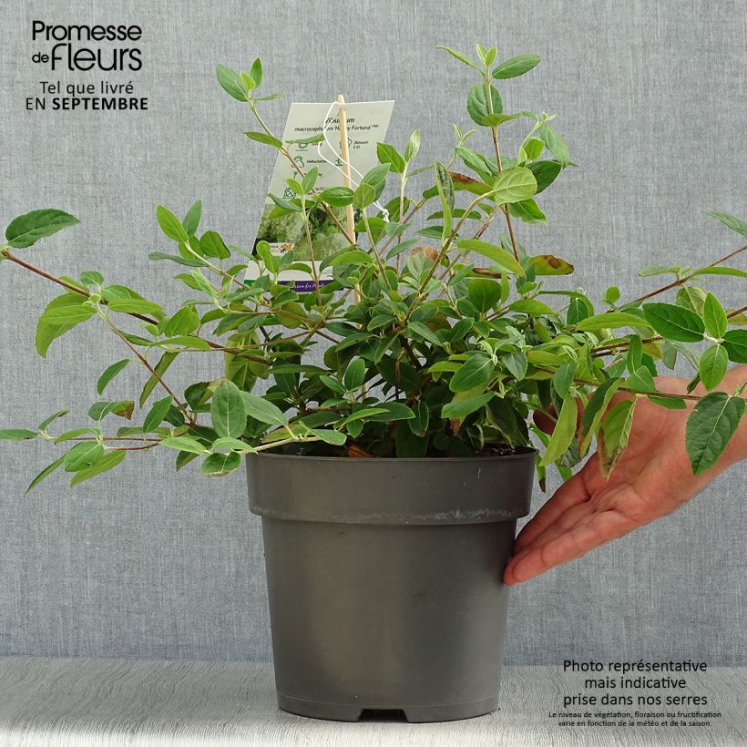 Ejemplar de Viburnum macrocephalum Happy Fortuna - Viorne à grosse tête Pot de 3L/4L entregado en otoño