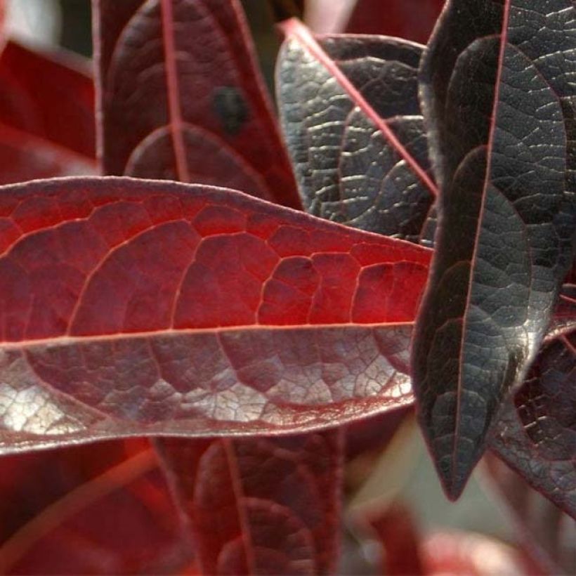 Viburnum nudum Brandywine - Viburno (Follaje)