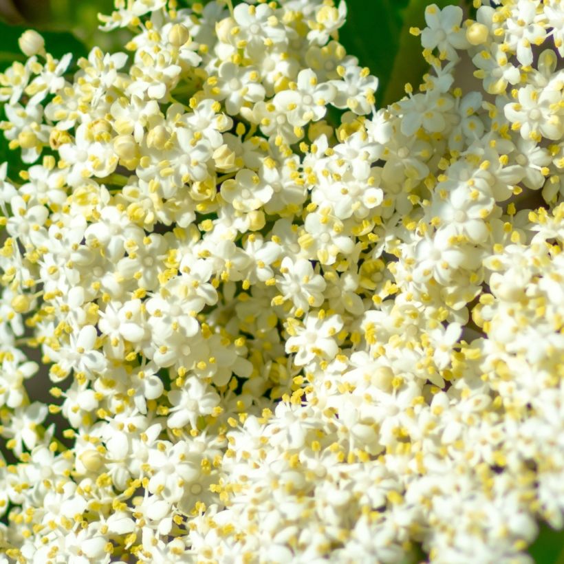 Viburnum nudum Brandywine - Viburno (Floración)