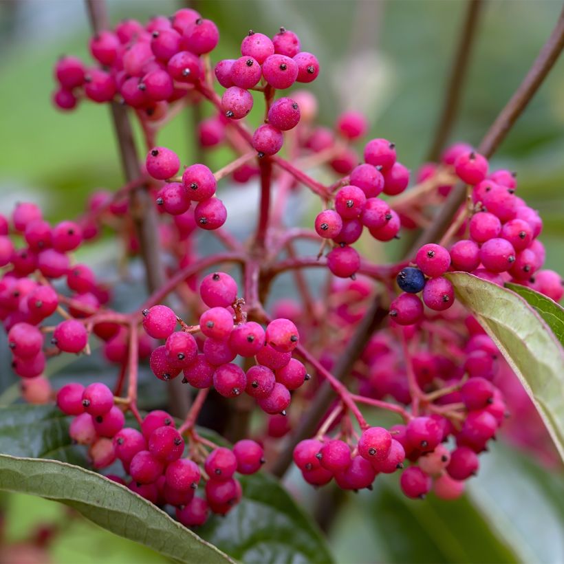 Viburnum nudum Brandywine - Viburno (Cosecha)