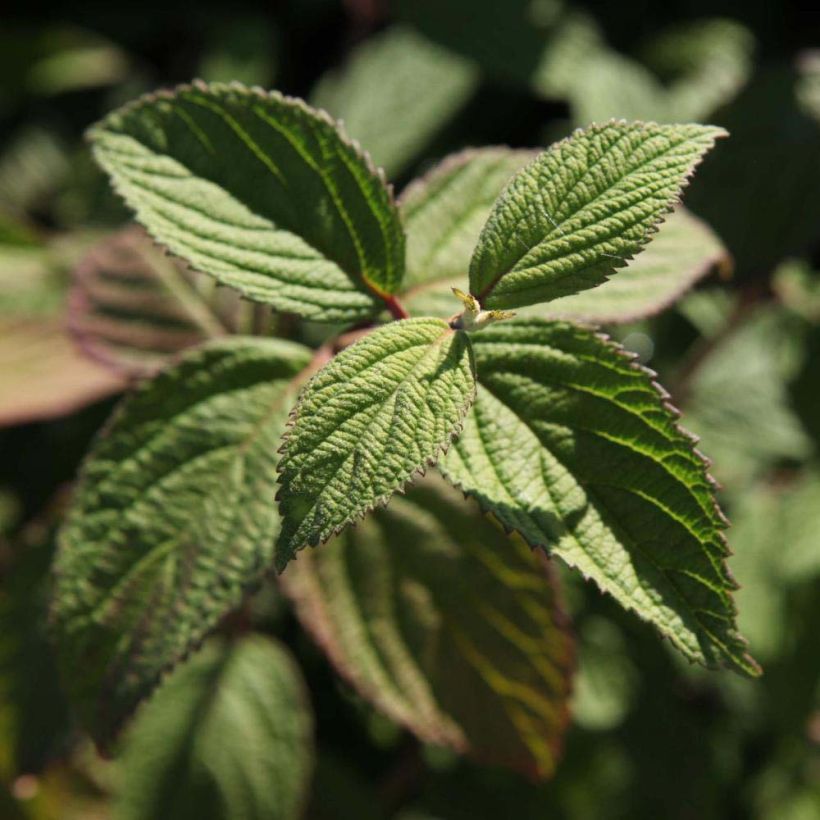 Viburnum nudum Pink Beauty - Viburno (Follaje)