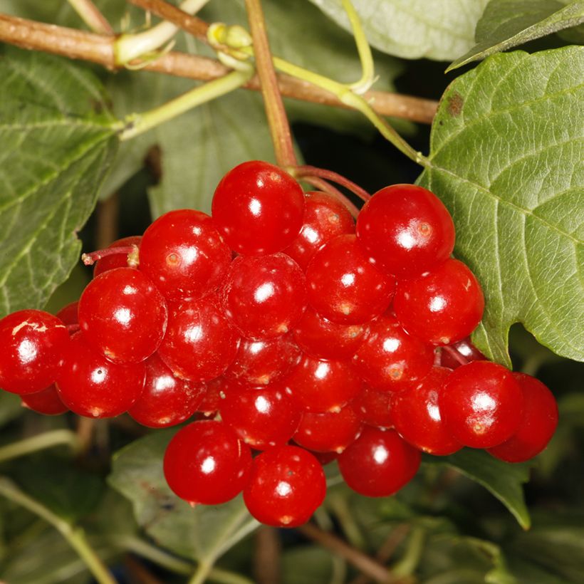 Viorne obier - Viburnum opulus Tajożnyje Rubiny (Cosecha)