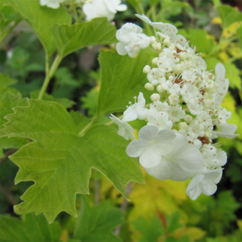 Viburnum opulus Xanthocarpum (Floración)