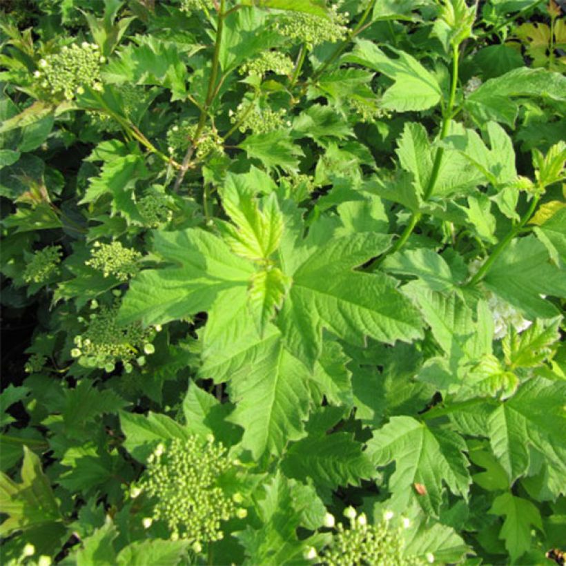 Viburnum opulus Xanthocarpum (Follaje)