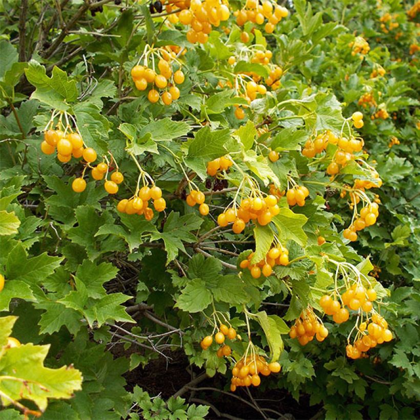 Viburnum opulus Xanthocarpum (Cosecha)