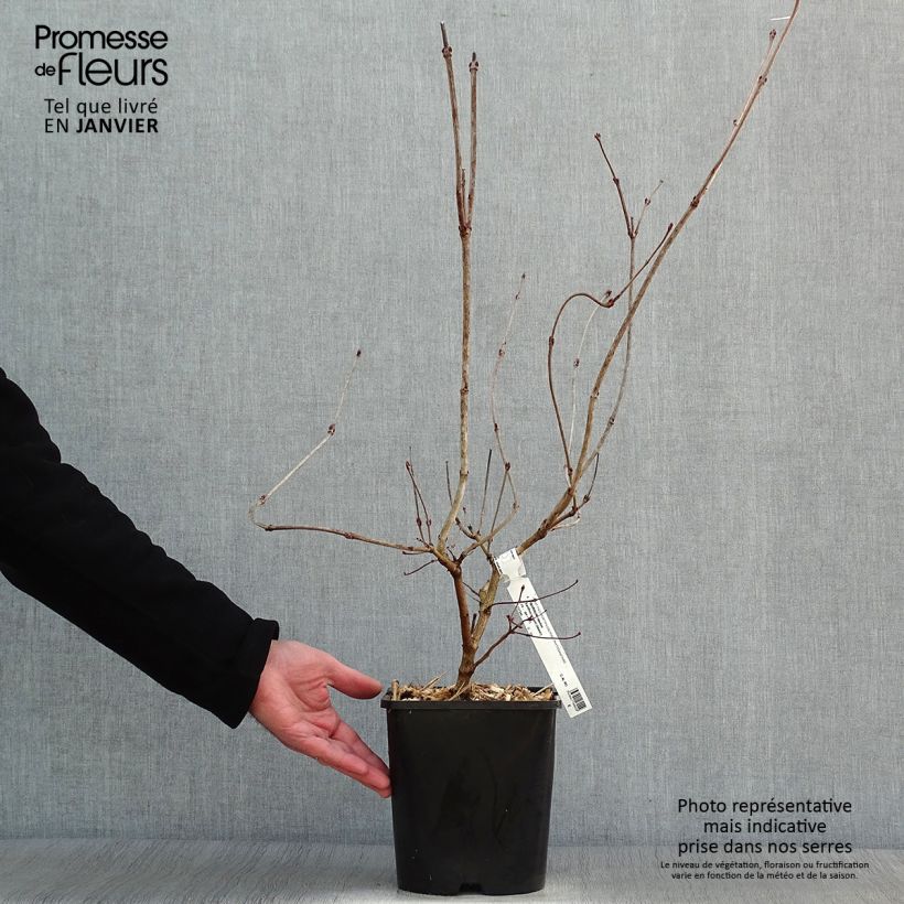 Viburnum opulus Xanthocarpum - Viorne obier Pot de 3L/4L Ejemplar entregado en invierno