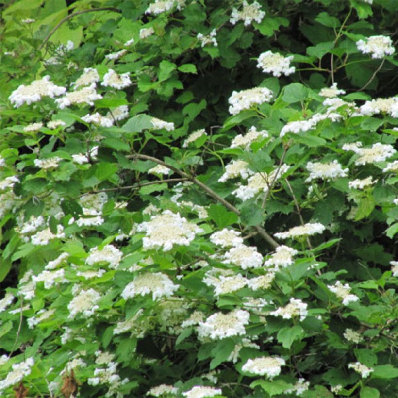 Viburnum opulus - Bola de nieve (Floración)