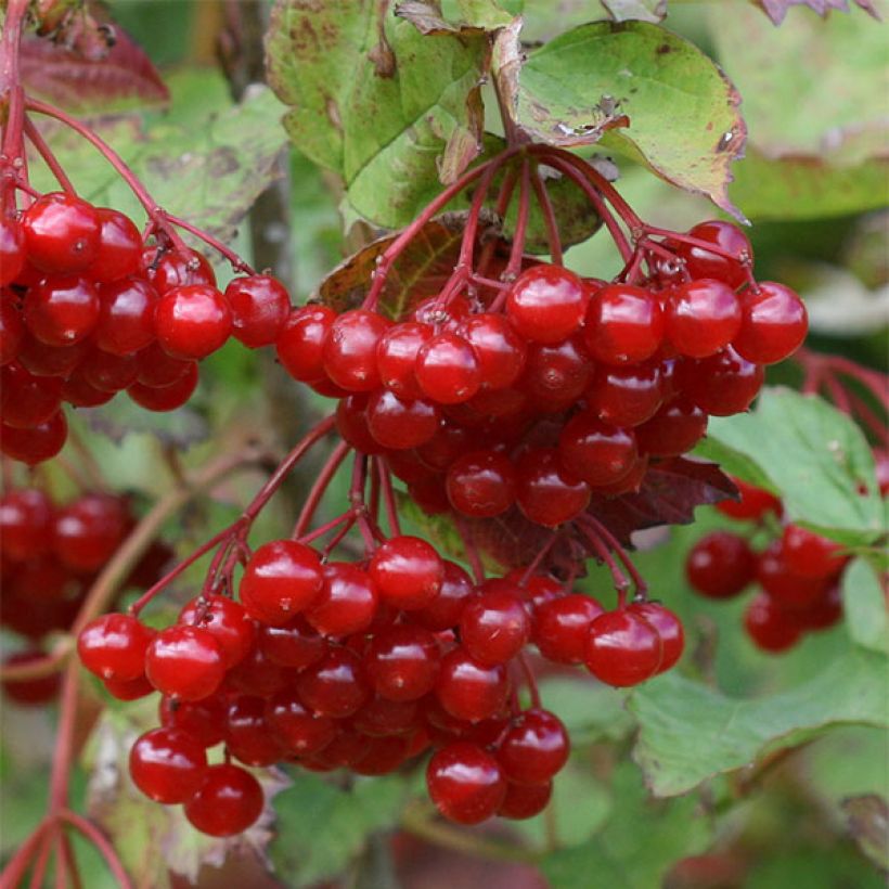 Viburnum opulus - Bola de nieve (Cosecha)