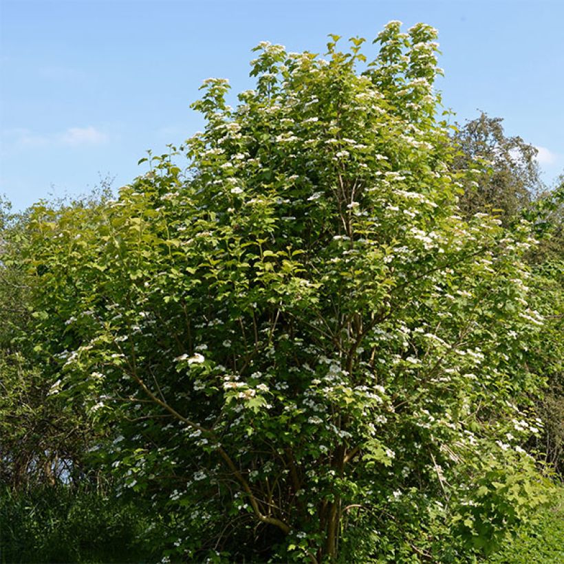 Viburnum opulus - Bola de nieve (Porte)