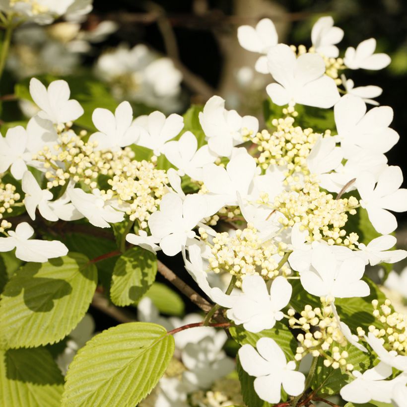 Viorne de Chine - Viburnum plicatum Cascade (Floración)