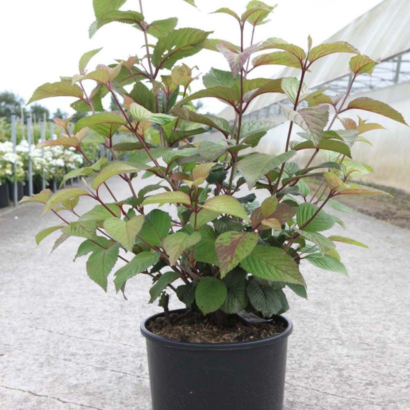 Viburnum plicatum Grandiflorum Noble - Viburno de China (Porte)