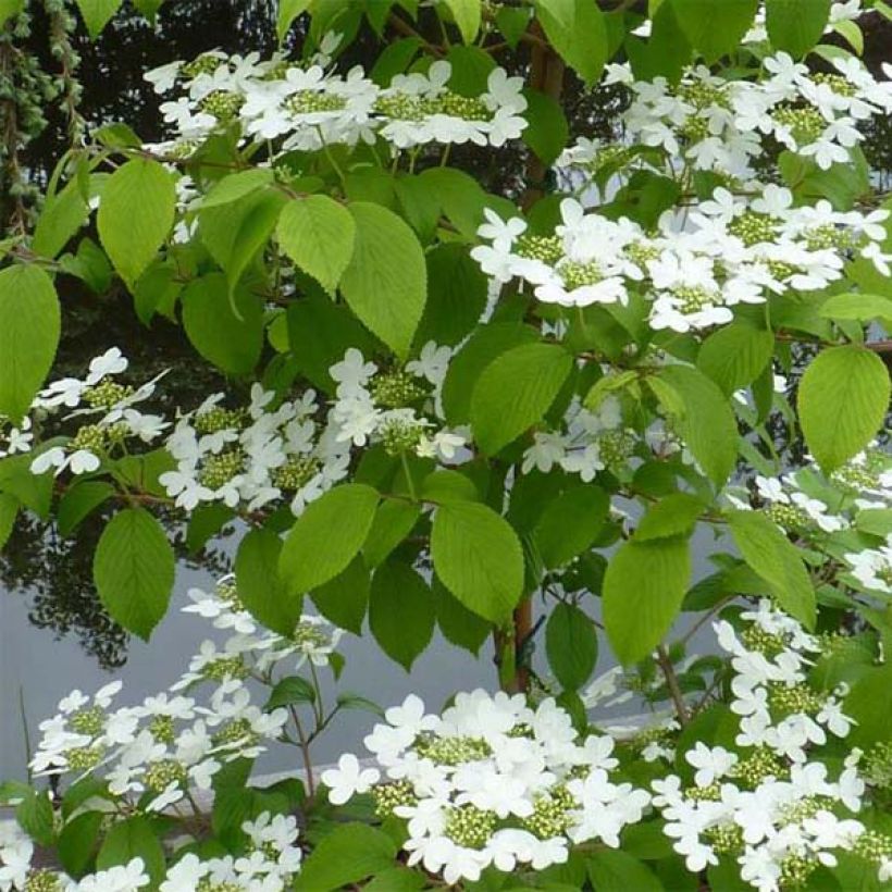 Viburnum plicatum Kilimanjaro - Viburno de China (Follaje)