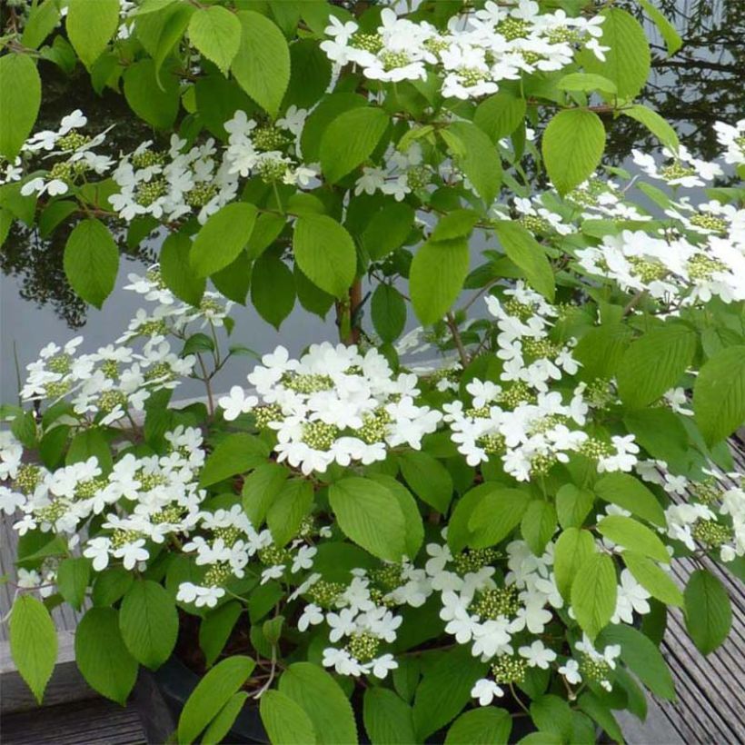 Viburnum plicatum Kilimanjaro - Viburno de China (Floración)