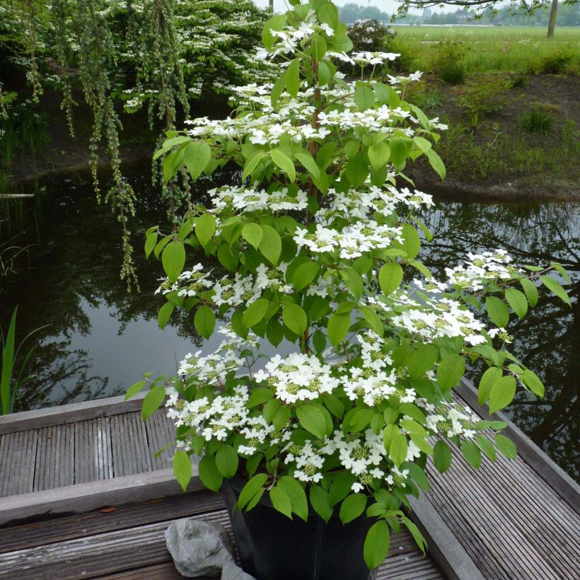 Viburnum plicatum Kilimanjaro - Viburno de China (Porte)