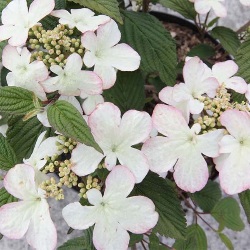 Viburnum plicatum Kilimanjaro Sunrise - Viburno de China (Floración)