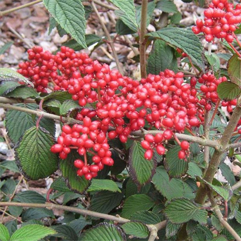 Viburnum plicatum Kilimanjaro Sunrise - Viburno de China (Cosecha)