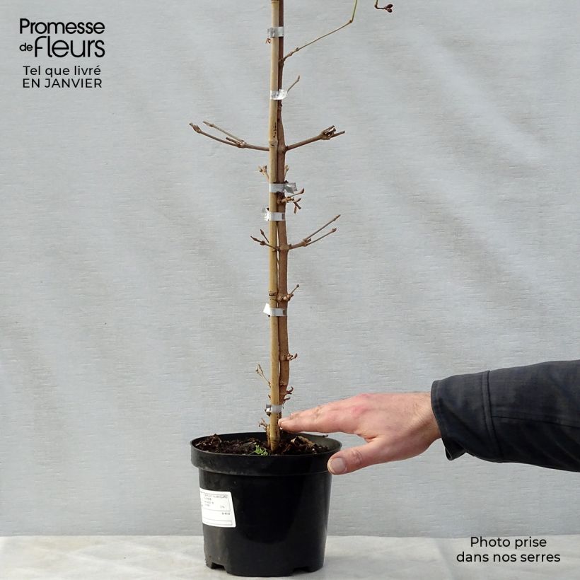 Viorne de Chine - Viburnum plicatum Kilimanjaro Sunrise Pot de 2L/3L Ejemplar entregado en invierno