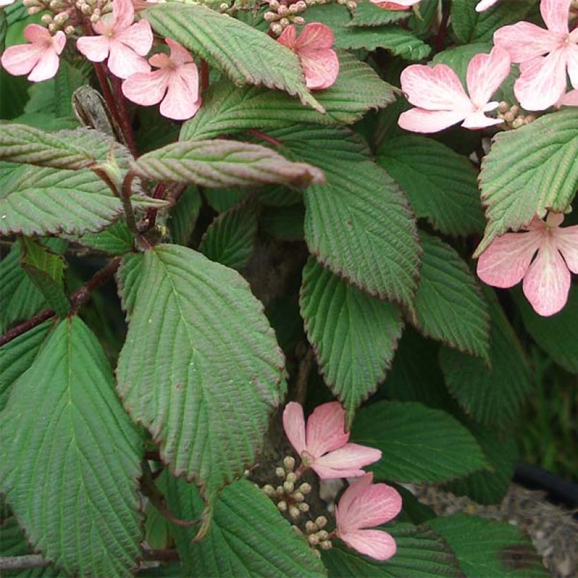 Viburnum plicatum f. tomentosum Molly Schroeder - Viburno de China (Follaje)