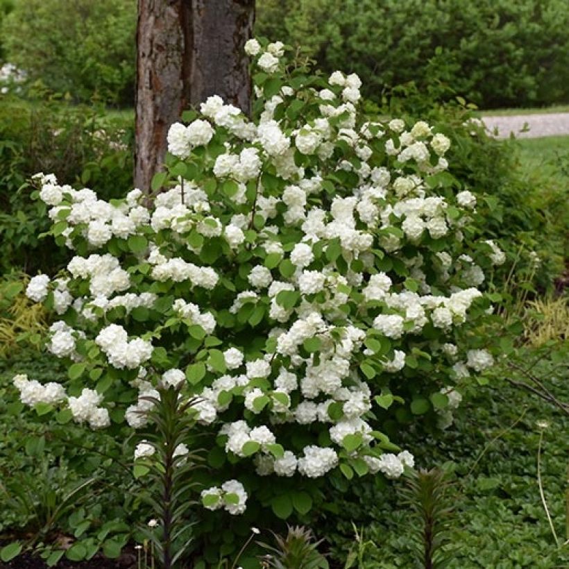 Viburnum plicatum Opening Day - Viburno de China (Porte)