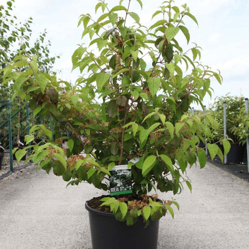 Viburnum plicatum mariesii Shasta - Viburno de China (Porte)