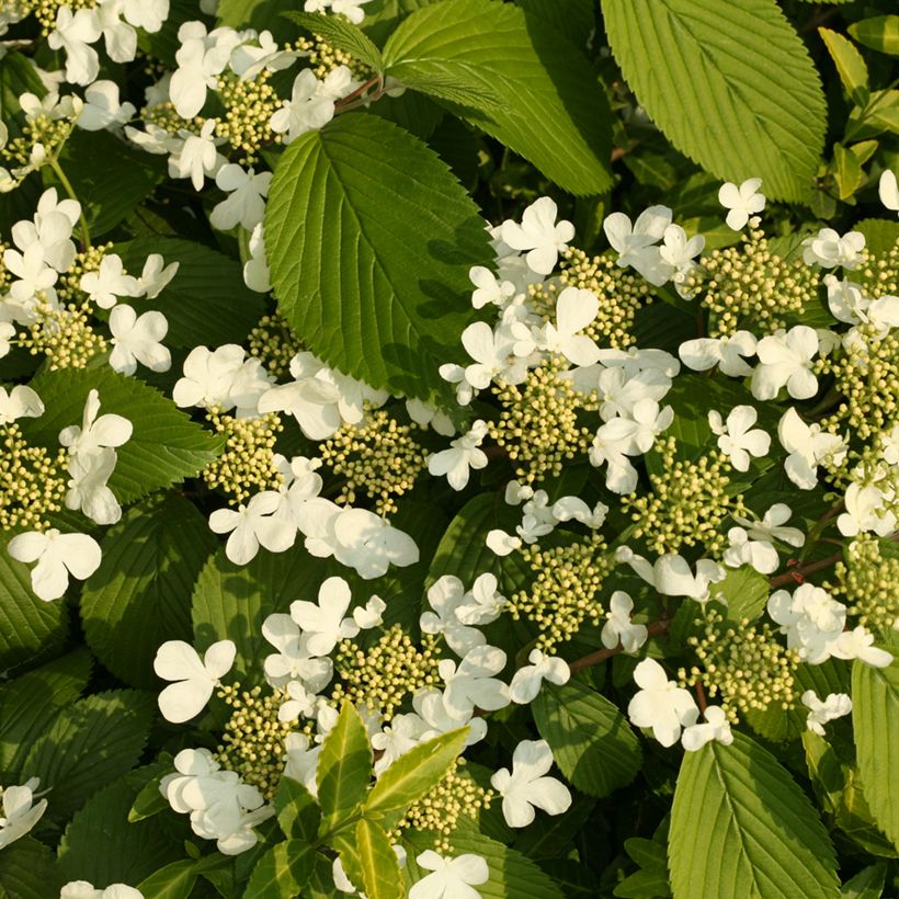 Viorne de Chine - Viburnum plicatum St Keverne (Floración)