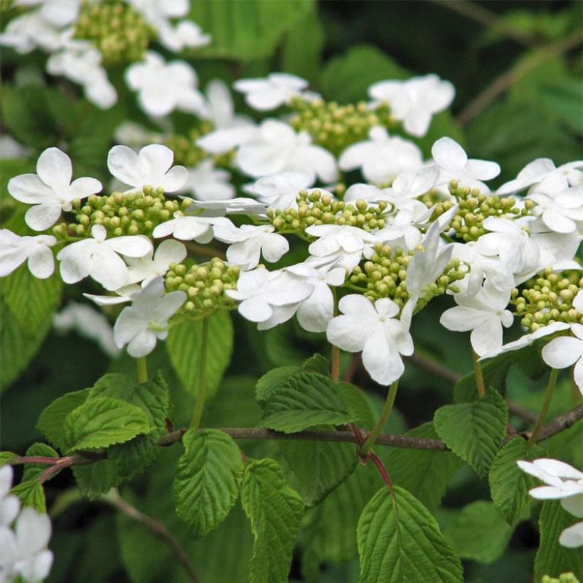 Viburnum plicatum Tomentosum - Viburno de China (Floración)