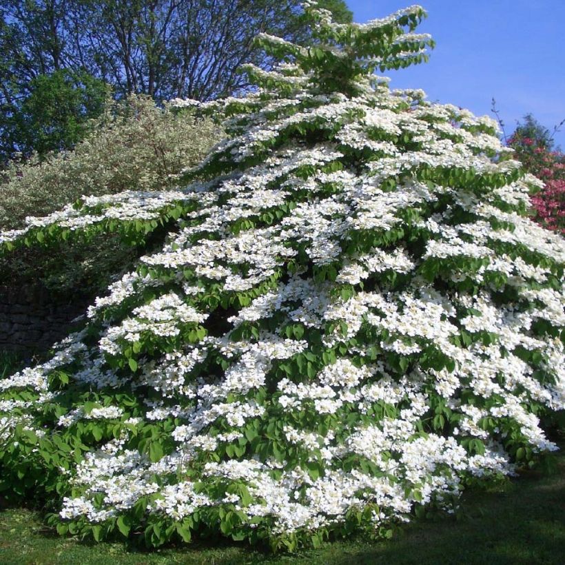 Viburnum plicatum Tomentosum - Viburno de China (Porte)