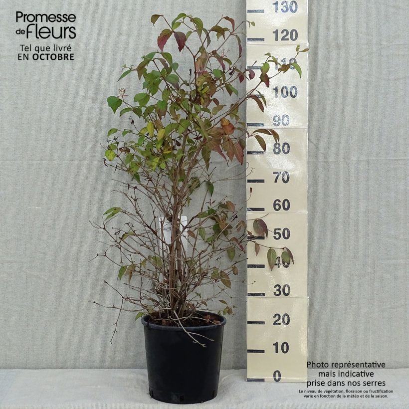 Ejemplar de Viburnum plicatum Watanabe en pot de 12L entregado en otoño