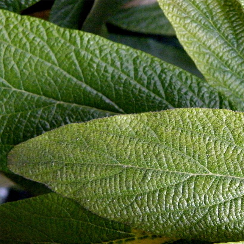 Viburnum rhytidophyllum - Viburno (Follaje)