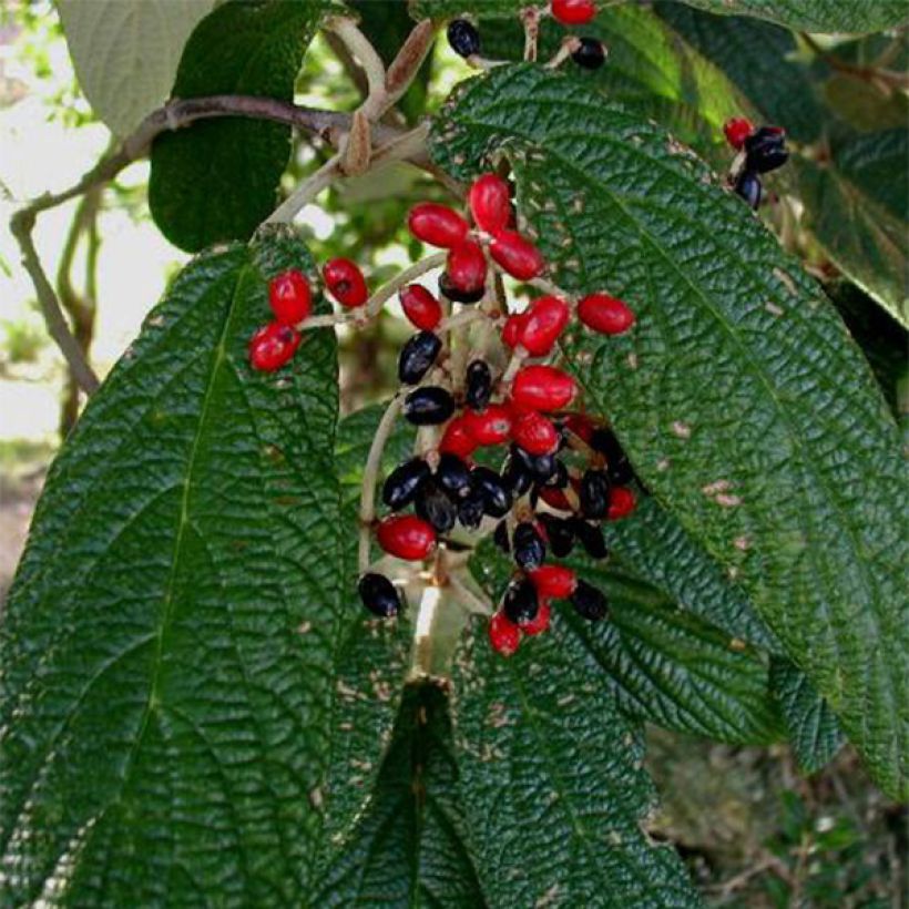 Viburnum rhytidophyllum - Viburno (Cosecha)