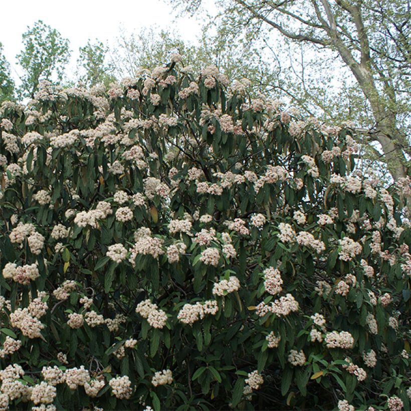 Viburnum rhytidophyllum - Viburno (Porte)