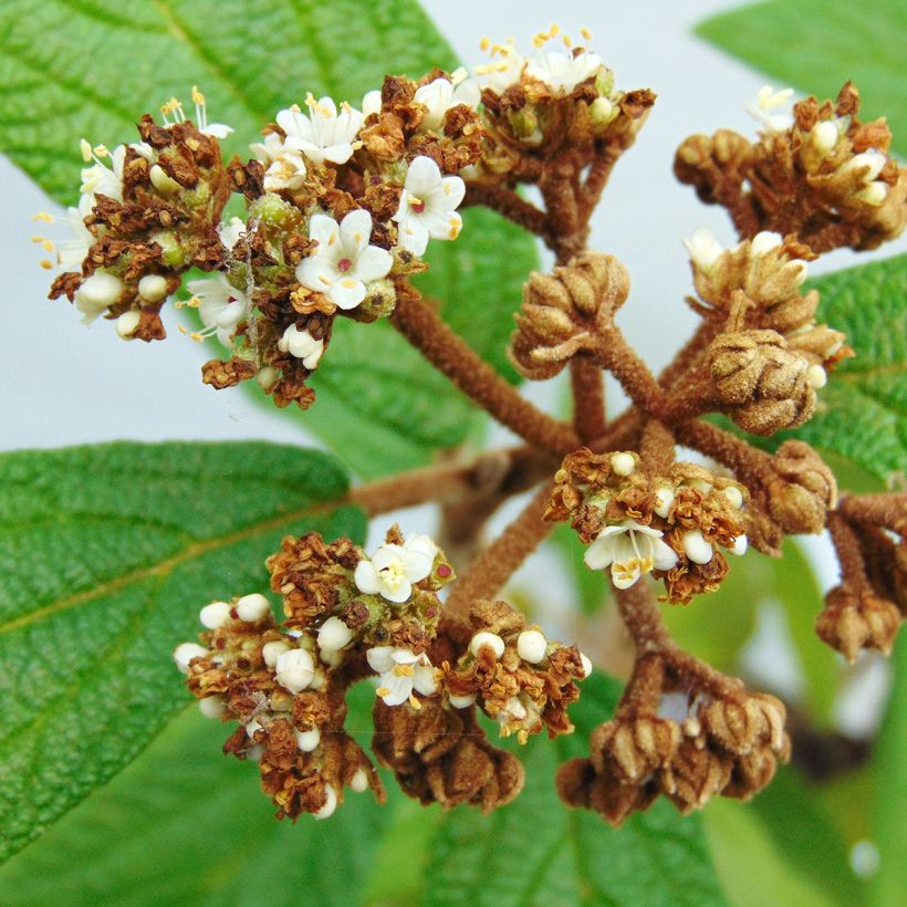 Viburnum rhytidophyllum - Viburno (Floración)