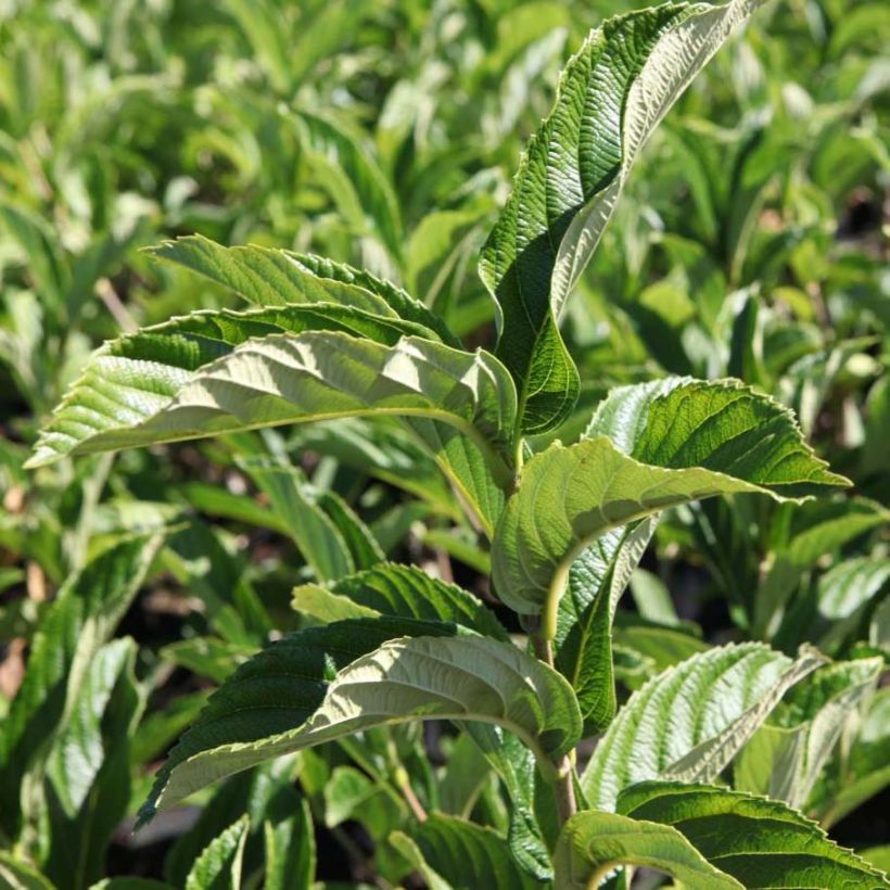 Viburnum sieboldii Seneca - Viburno (Follaje)