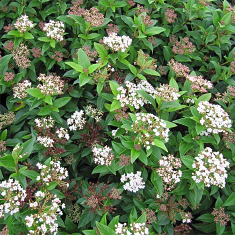 Viburnum tinus Eve Price - Durillo (Floración)