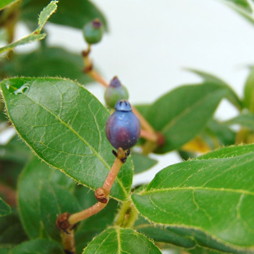 Viburnum tinus Eve Price - Durillo (Cosecha)