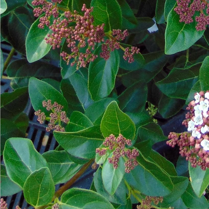 Viburnum tinus Gwenllian - Durillo (Follaje)