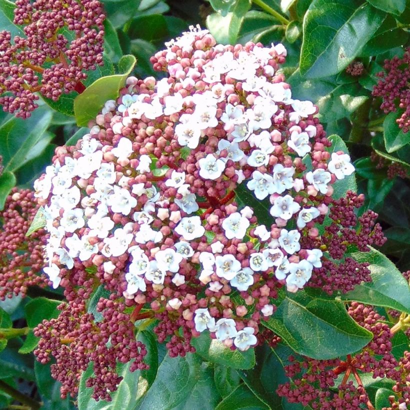 Viburnum tinus Gwenllian - Durillo (Floración)