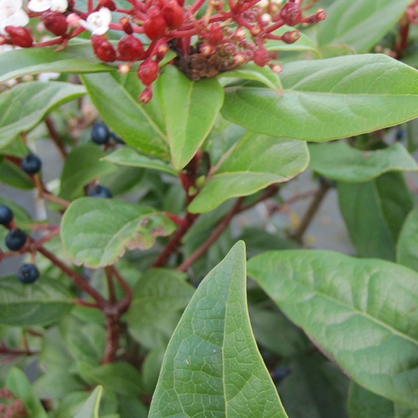 Viburnum tinus Lisarose - Durillo (Follaje)