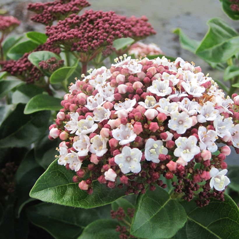 Viburnum tinus Lisarose - Durillo (Floración)