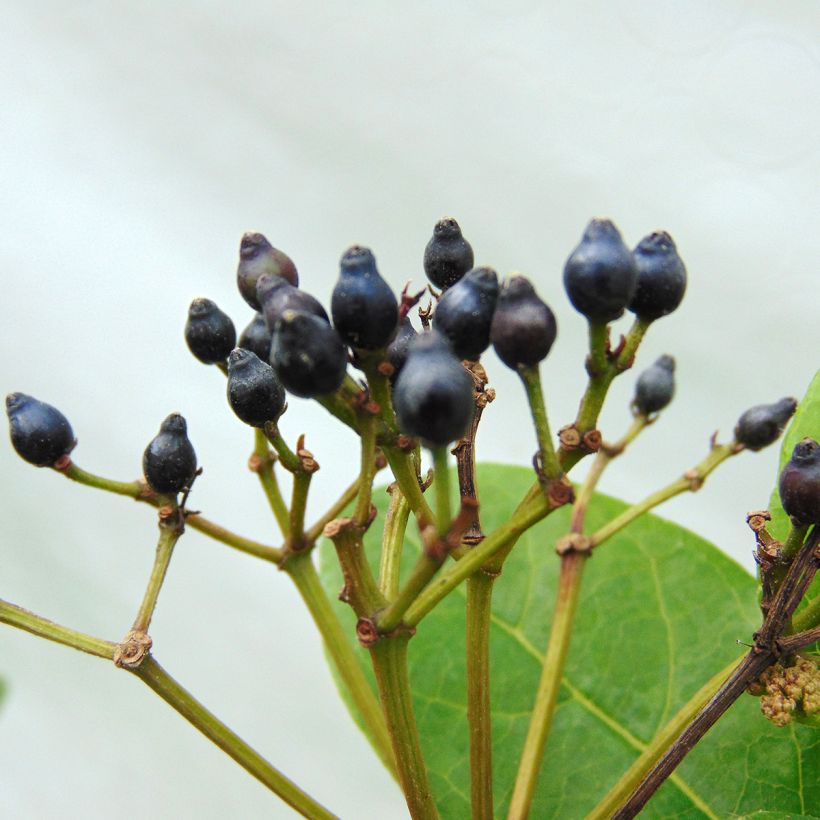 Viburnum tinus Lisarose - Durillo (Cosecha)